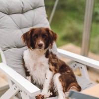 chien mignon assis dans la serre dans le jardin springer sprocker mélange sprocker - garden decoration photos et images de collection