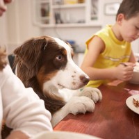 children (6-8) in kitchen at table with dog - food stockfoto's en -beelden