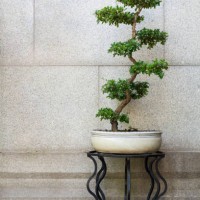 chinese ancient style ornamental potted plants - garden decoration stock-fotos und bilder