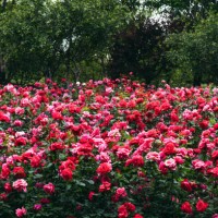chinese rose - garden decoration stock pictures, royalty-free photos & images