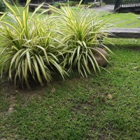 chlorophytum bichetii (karrer) backer spider plant, airplane plant chlorophytum comosum - garden decoration stock pictures, royalty-free photos & images
