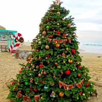 christmas at crystal cove 2015 - garden decoration stock-fotos und bilder