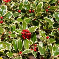 christmas holly background - garden decoration stock pictures, royalty-free photos & images