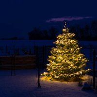 christmas in glr - christmas tree with snow and lights in garden - garden decoration stock pictures, royalty-free photos & images