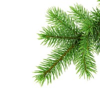 christmas tree branch od white backgound - home decoration stock pictures, royalty-free photos & images