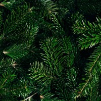 christmas tree branches. the concept of the new year, christmas, nature. banner. flat lay, top view - garden decoration stock pictures, royalty-free photos & images