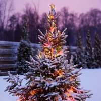 christmas tree with snow and lights - garden decoration stock pictures, royalty-free photos & images