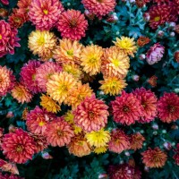 chrysanthemum - garden decoration stock pictures, royalty-free photos & images