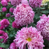 chrysanthemum in wuxi xihui park - garden decoration stock pictures, royalty-free photos & images