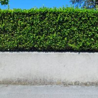 clean and empty sidewalk, wall and hedge under the sun in france - garden decoration stock pictures, royalty-free photos & images