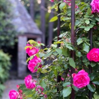 climbing rose bush in bloom on an iron trellis - garden decoration stock-fotos und bilder