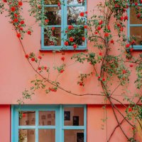 climbing rose surrounds the front of a pink house with blue windows - garden decoration stock pictures, royalty-free photos & images
