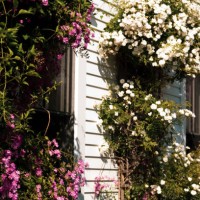 climbing rose vines on white clapboard home exterior - garden decoration stockfoto's en -beelden