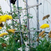 clinging vine on a trellis, sweden. - garden decoration stock pictures, royalty-free photos & images