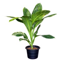 clipping part of dieffenbachia sp. (araceae) variegated plants in a black plastic pot, isolated on a white background. - garden decoration stockfoto's en -beelden