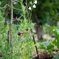 close-up climbing sweetpea flowers on wooden trellis - garden decoration stock pictures, royalty-free photos & images