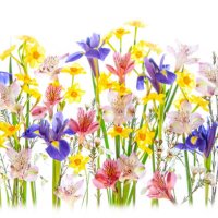 close-up, high-key image of the beautiful spring flowering, yellow daffodils, blue irises and peruvian lily flowers - garden decoration stock pictures, royalty-free photos & images