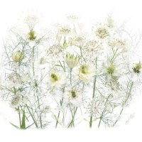 close-up, high-key image or white astrantia and love-in-a-mist flowers also known as masterwort and nigella, arranged against a white background - garden decoration stock pictures, royalty-free photos & images