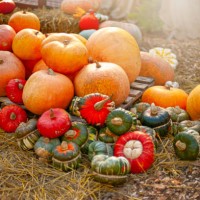 close-up image of a harvest display of vibrant orange pumpkins and gourds on straw - garden decoration stock-fotos und bilder