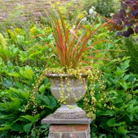 close-up image of an ornamental concrete garden planter or urn with a red cordyline - garden decoration stock pictures, royalty-free photos & images