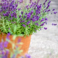 close-up image of beautiful summer flowering, lavender, purple flowers in terracotta pots - garden decoration stock pictures, royalty-free photos & images