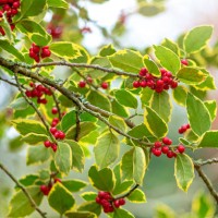 close-up image of festive variegated christmas holly leaves with vibrant winter red berries - garden decoration stock pictures, royalty-free photos & images