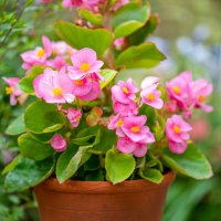 close-up image of pink begonia semperflorens summer flowers in a terracotta garden pot - garden decoration stock pictures, royalty-free photos & images