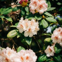 close-up image of the beautiful spring flowering azalea rhododendron flower - garden decoration stock pictures, royalty-free photos & images