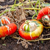 close-up image of vibrant coloured turk's turban pumpkin - squash vegetable - garden decoration stock pictures, royalty-free photos & images