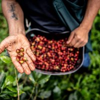 close-up of a agricultor showing raw coffee bean to camera - coffee stockfoto's en -beelden