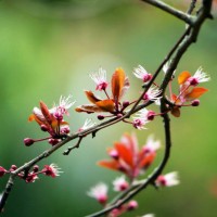 close-up of a branch of the purple plum tree with flowers and buds in spring in paris, france - garden decoration stock pictures, royalty-free photos & images