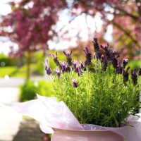 close-up of a lavender plant. - garden decoration stock pictures, royalty-free photos & images