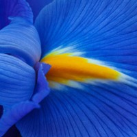 close-up of a purple iris flower. - garden decoration stock pictures, royalty-free photos & images