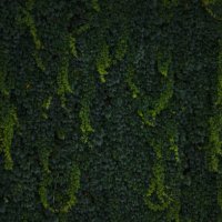 close-up of a wall covered with a climbing plant. - garden decoration stock pictures, royalty-free photos & images