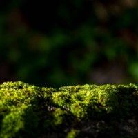 close-up of beautiful green moss on close-up background. moss macro beautiful moss background for wallpaper - garden decoration stock pictures, royalty-free photos & images
