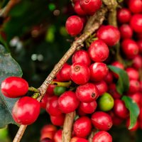 close-up of coffee cherries on kenyan plantation, east africa - coffee stockfoto's en -beelden