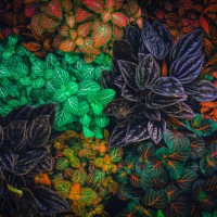 close-up of flowers - garden decoration stock pictures, royalty-free photos & images