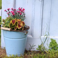 close-up of flowers growing in a bucket in a garden - garden decoration stock pictures, royalty-free photos & images