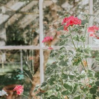 close-up of flowers in a stylish greenhouse - garden decoration stock pictures, royalty-free photos & images