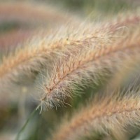 close-up of fountain grasses (pennisetum) growing in a botanical garden - garden decoration stock pictures, royalty-free photos & images