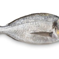 close-up of fresh sea bream against white background - food stock pictures, royalty-free photos & images