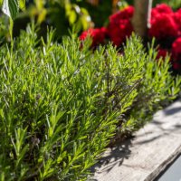 close-up of garden rosemary with red flowers in background - garden decoration stock pictures, royalty-free photos & images