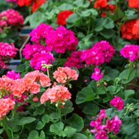 close-up of geranium pelargonium flowers - garden decoration stockfoto's en -beelden