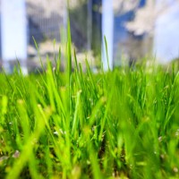 close-up of grass in modern eco city in spring - garden decoration stock pictures, royalty-free photos & images