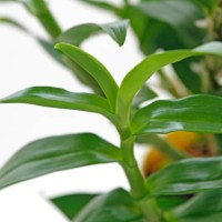 close-up of houseplants - garden decoration stock pictures, royalty-free photos & images
