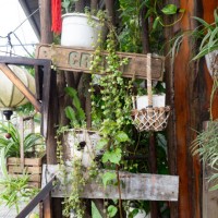 close-up of houseplants on shelves - garden decoration stock pictures, royalty-free photos & images
