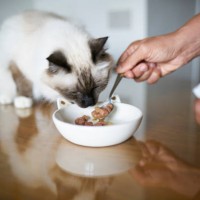 close-up of human hand feeding cat at home - food stock pictures, royalty-free photos & images