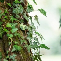close-up of ivy growing on a tree. decoration service at a garden party, summer festival, or wedding. catering. - garden decoration stock pictures, royalty-free photos & images