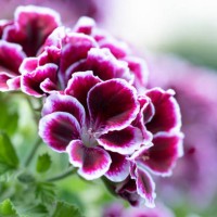 close-up of pelargonium grandiflorum regal geranium - garden decoration stock pictures, royalty-free photos & images