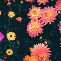 close-up of pink dahlia flower - garden decoration stock pictures, royalty-free photos & images